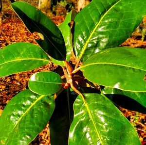 Fresh cut Magnolia Branches
